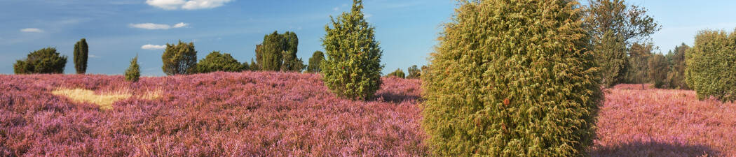 Wellness in Lüneburger Heide| Spa & Erholung destination image
