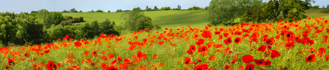 Kro med stemning og god mad i Lolland destination image