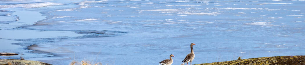 Utforska naturen med Vandring i Vänern destination image