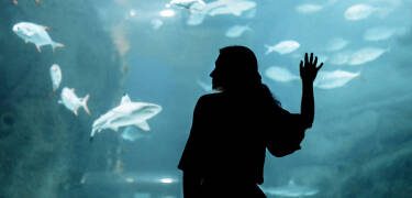 Entdecken Sie das faszinierende SEA LIFE Aquarium mit einer Vielzahl von Meeresbewohnern oder besuchen Sie den Vogelpark Niendorf.