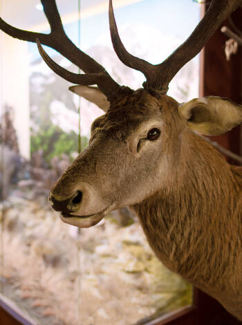 Im Übersee-Museum bestaunen Sie verschiedenste Exponate aus den Bereichen Naturkunde, Handel und Ethnografie.
