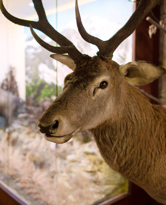 I Übersee-Museum kan du uppleva en mängd olika utställningar från områdena naturhistoria, handel och etnografi.