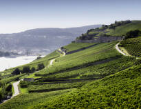 Rheinhessen er Tysklands største vinregion, med vakre landskap og mange vingårder å besøke.