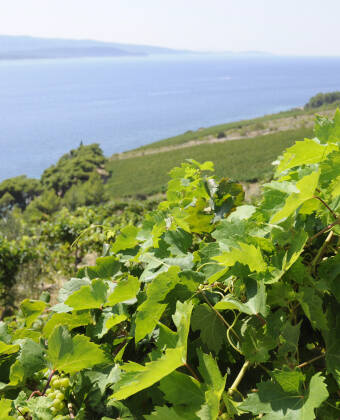 Discover an exciting wine region right on your doorstep.