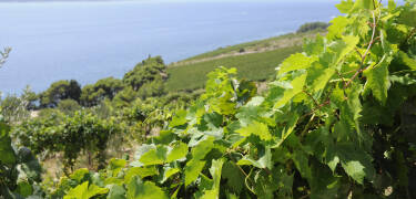 Discover an exciting wine region right on your doorstep.