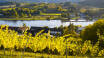 Gå längs Neckarfloden, där du också kan upptäcka vingårdarna.
