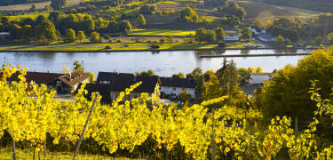 Gå längs Neckarfloden, där du också kan upptäcka vingårdarna.