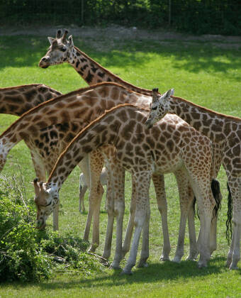 Djur, natur eller nöjespark. Nordjylland har allt: Nordsjön Oceanarium, Aalborg Zoo och Fårup Sommerland.