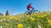 Talrige cykelruter giver elcykel- og mountainbikeryttere mange forskellige muligheder.
