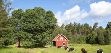 Stiftgården Tallnäs liegt in Småland, einer Region, die sich durch ruhige Seen, unberührte Wälder und die typischen roten Scheunen auszeichnet.