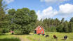 Stiftgården Tallnäs ligger i Småland, en region som kjennetegnes av rolige innsjøer, urørte skoger og de typiske røde låvene.