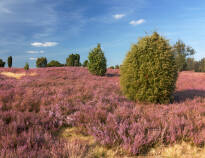 The Lüneburger Heide is a large and impressive heath landscape that invites you to take long walks.