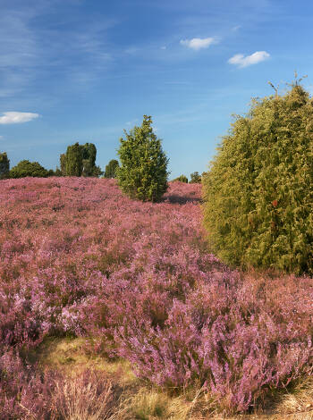 The Lüneburger Heide is a large and impressive heath landscape that invites you to take long walks.