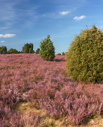 The Lüneburger Heide is a large and impressive heath landscape that invites you to take long walks.