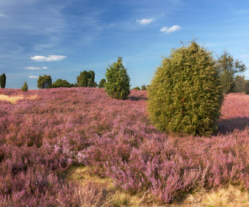 Lüneburger Heide er et stort og imponerende hedelandskab, der indbyder til lange vandreture.