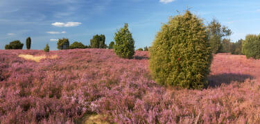 Die Lüneburger Heide ist eine große und eindrucksvolle Kulturlandschaft, die zu langen Wanderungen einlädt.