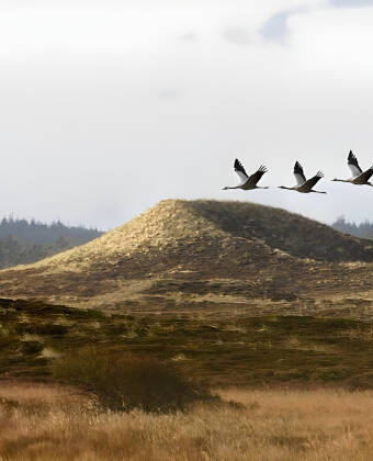 Erkunden Sie die Dünen und die hügelige Landschaft des Nationalparks Thy.