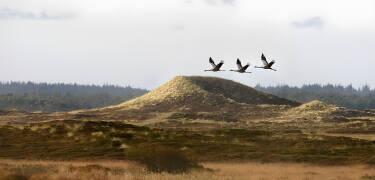 Explore the dunes and hilly heathland of Thy National Park.