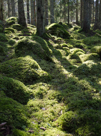 Ni bor nära Smålands vackra natur med skogar och sjöar