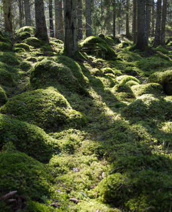 Erleben Sie einen Aktivurlaub oder Wanderurlaub in Smålands herrlicher Natur.