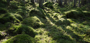 Ni bor nära Smålands vackra natur med skogar och sjöar
