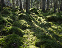 I bor tæt på Smålands smukke natur med skove og søer.