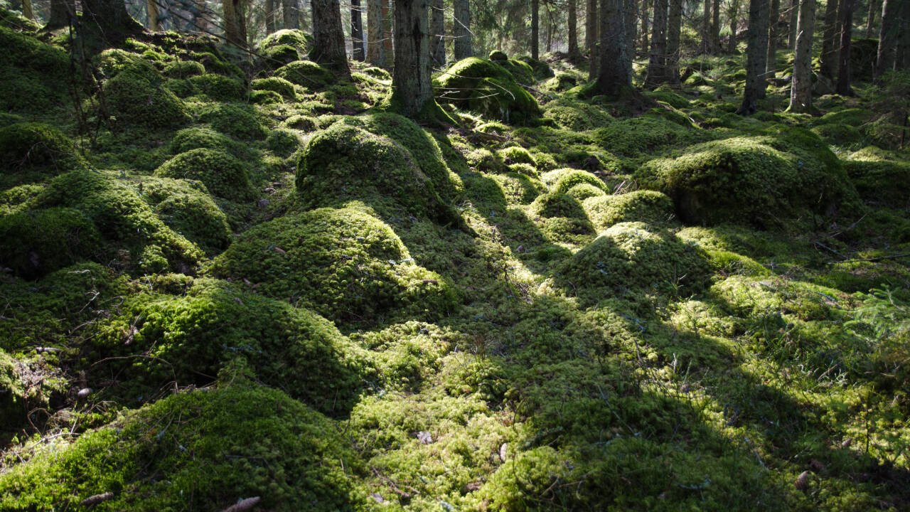 Dere bor rett ved Smålands flotte natur med skog og innsjøer.