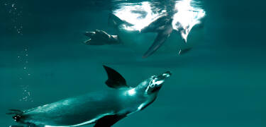 Jyllands Park Zoo is just 13 km from the hotel and offers everything from cheeky monkeys to funny Humboldt penguins.