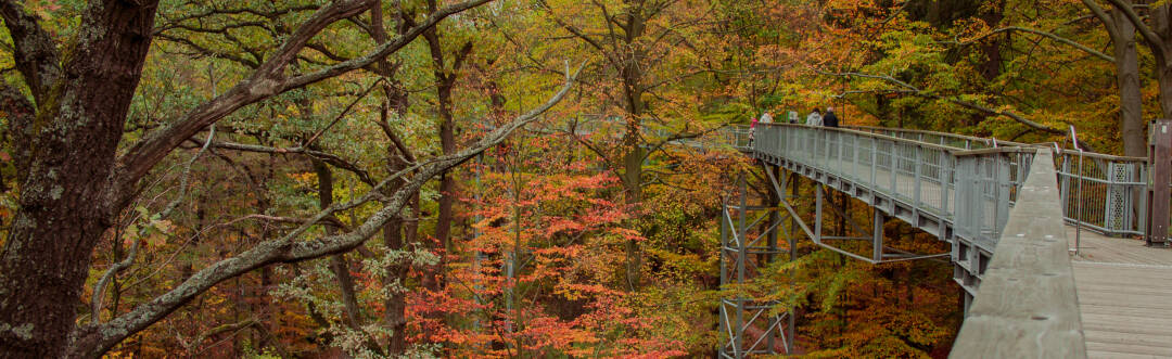 Einen Spaziergang in schwindelerregender Höhe können Sie auf dem Harzer Baumwipfelpfad wagen.