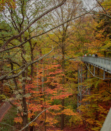 You can take a walk at a dizzying height on the Harz treetop walk.