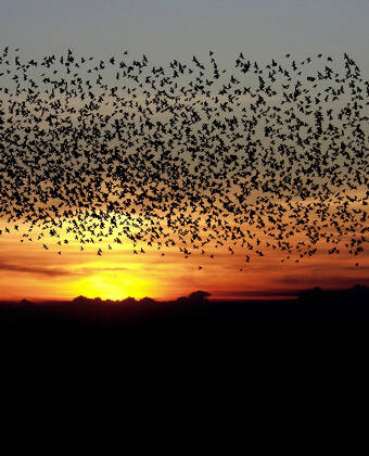 The area is known for the phenomenon of Black Sun, where a myriad of starlings dance in the sunset.