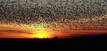 Området er kendt for fænomenet Sort Sol, hvor et mylder af stære danser i solnedgangen.