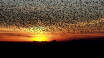 Området er kendt for fænomenet Sort Sol, hvor et mylder af stære danser i solnedgangen.