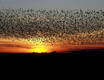 The area is known for the phenomenon of Black Sun, where a myriad of starlings dance in the sunset.