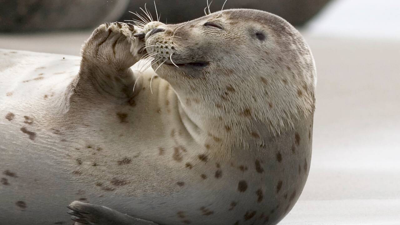 Im Zoo & Robbarium „Westküstenpark“ in St. Peter-Ording können Sie viele Tierarten bestaunen. (ca. 20 km vom Hotel entfernt)