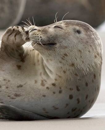 Take a trip to Nordfriesland and enjoy an evening stroll on the paradise-like beach in the village of St. Peter Ording.