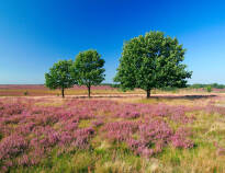 Die Lüneburger Heide ist der perfekte Ort für einen entspannten Aktivurlaub.