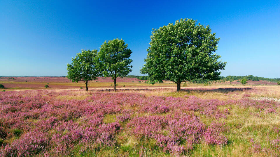 Lüneburger Heide är den perfekta platsen för en aktiv semester.