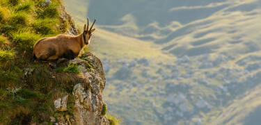 Abruzzo is Europe's greenest region, boasting 75% of all European flora and fauna.