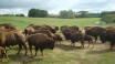 Ditlevsdal Bisonfarm, der er hjemsted for over 400 bisoner, ligger kun få kilometer fra hotellet.