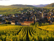 Utforska en av de många vingårdarna i regionen.