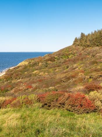 Discover fantastic nature in West Jutland with scenic and exciting walking paths.