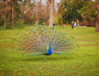 Gå en tur gennem den smukke park Bois de Boulogne.