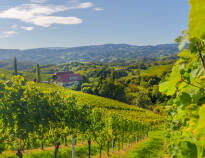 Tag en kort tur syd for Graz til vinregionen Steiermark, og oplev Østrigs bedste vine.