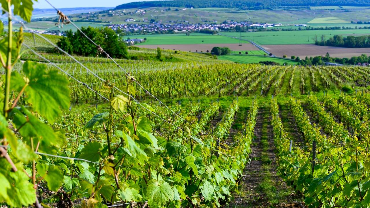 The hotel is close to Épernay and Reims, making it ideal for combining wine tours with cultural sightseeing.