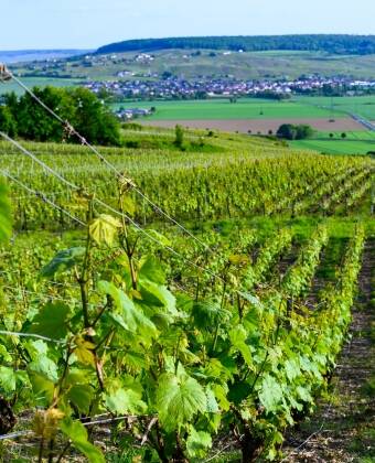 Die Nähe zu Épernay und Reims macht das Hotel ideal, um Weintouren mit kulturellen Erlebnissen zu verbinden.