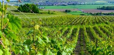 Die Nähe zu Épernay und Reims macht das Hotel ideal, um Weintouren mit kulturellen Erlebnissen zu verbinden.