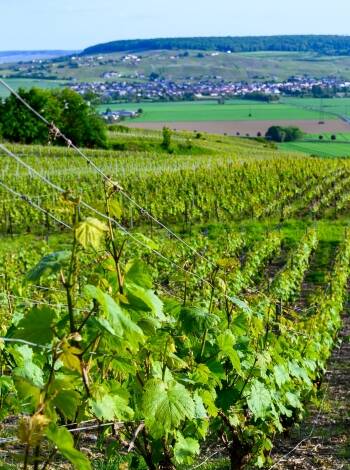 Die Nähe zu Épernay und Reims macht das Hotel ideal, um Weintouren mit kulturellen Erlebnissen zu verbinden.