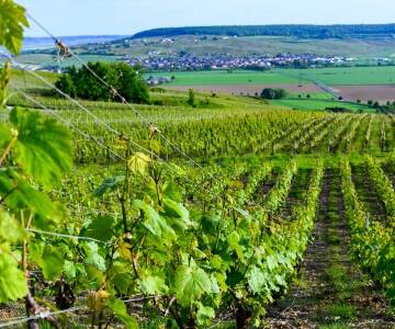 Die Nähe zu Épernay und Reims macht das Hotel ideal, um Weintouren mit kulturellen Erlebnissen zu verbinden.