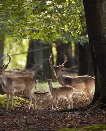 Erkunden Sie Den Store Dyrehave, einen königlichen Jagdwald mit unberührten Naturpfaden.